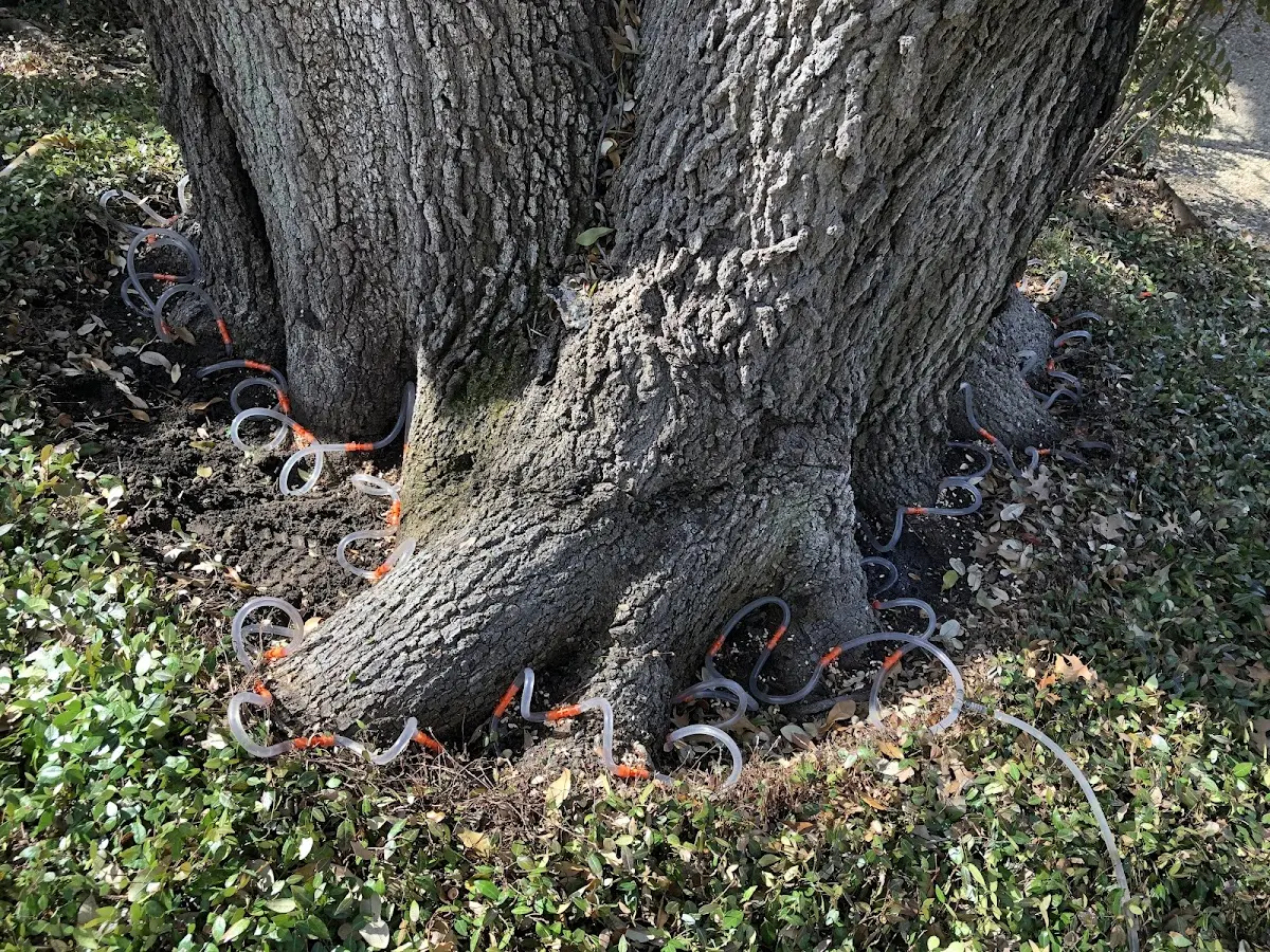 Detailed Tree Cabling and Bracing job site in Dayton