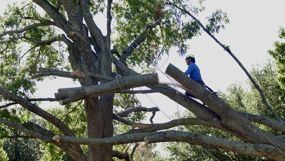 Professional Hazardous Tree Removal performed by certified arborists in Dayton